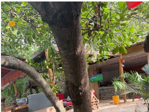 Terrasse ombragée et jardin du restaurant Le Garden